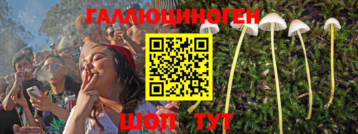 Псилоцибиновые грибы мицелий Сокол